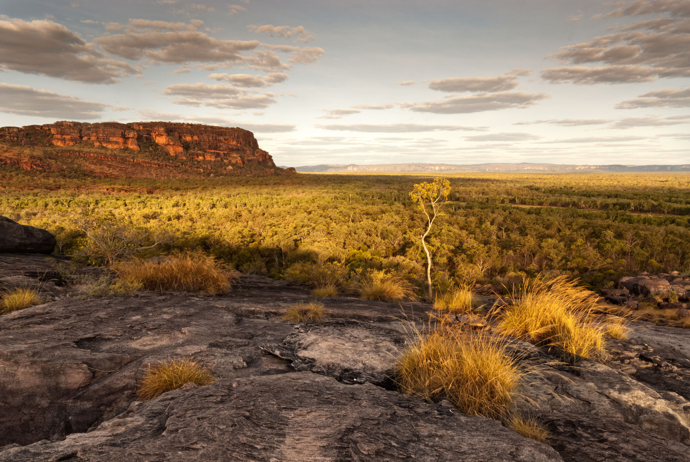 Ongerept Kakadu